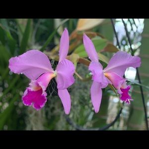 Meet your Posher, Yen